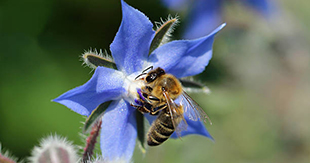 Borage with Bee