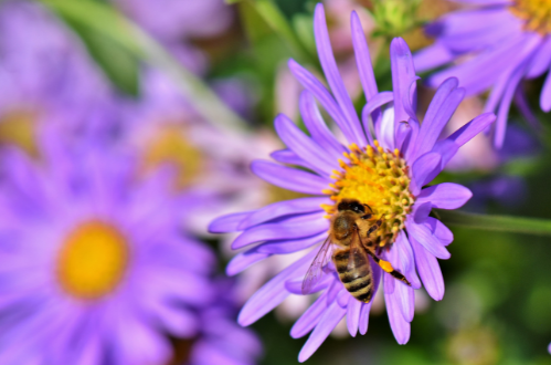 Wildflowers with a bee on them